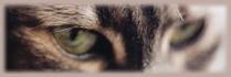 Forum meine-katze-hat-diabetes.de